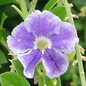 f^@Duranta erecta